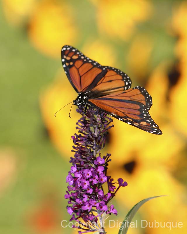 IMG_2791_monarch