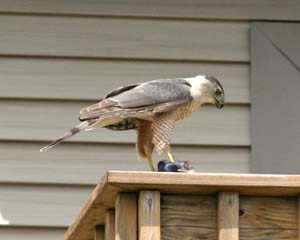 IMG_0186_coopers_hawk