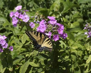 IMG_2511_butterfly_swallow