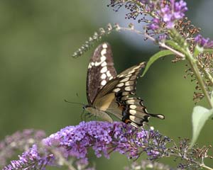 IMG_2756_sallow_tail