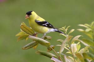 finch