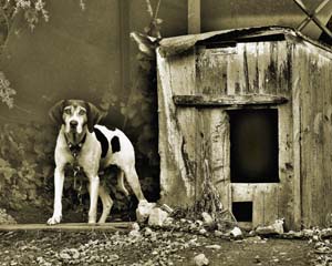 sepia_old_dog_house
